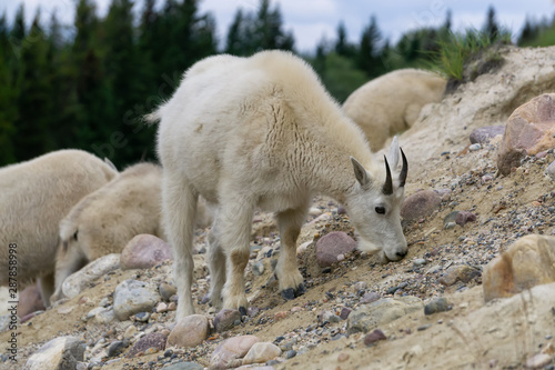 Mountain Goat in Jasper National Park, Alberta, Canada. © edb3_16