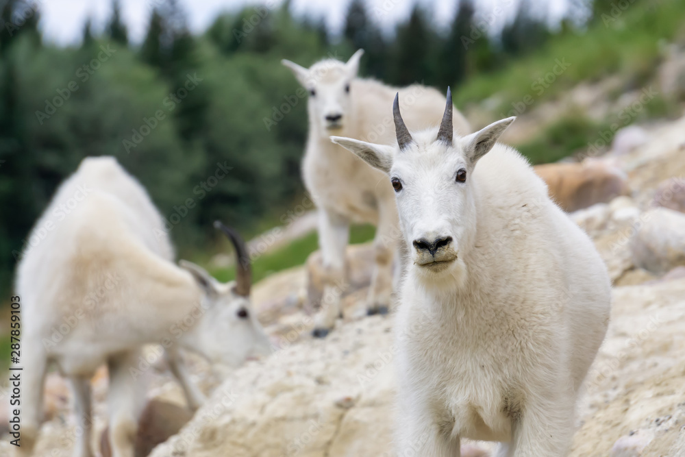 Mother Mountain Goat and her kid in Jasper National Park, Alberta, Canada. Mother Mountain Goat and her kid in Jasper National Park, Alberta, Canada.