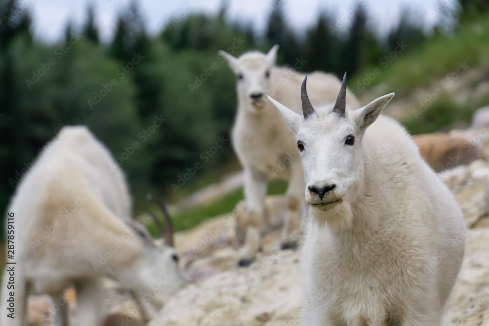 Mother Mountain Goat and her kid in Jasper National Park, Alberta, Canada. Mother Mountain Goat and her kid in Jasper National Park, Alberta, Canada.