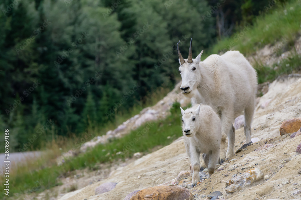 Mother Mountain Goat and her kid in Jasper National Park, Alberta, Canada. Mother Mountain Goat and her kid in Jasper National Park, Alberta, Canada.