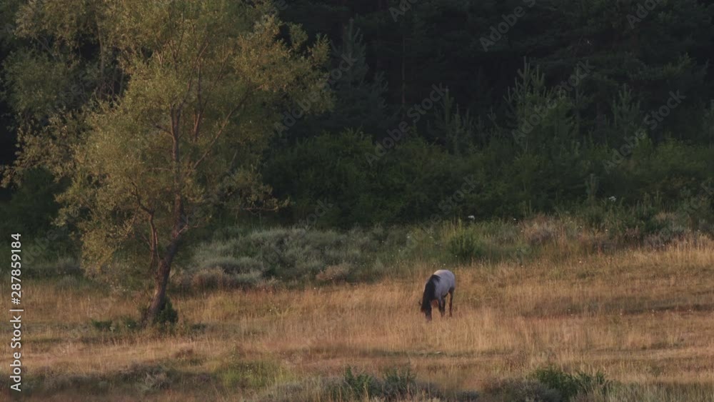 Horse grazing in the Pirin mountain in Bulgaria on a summer morning. Horse grazing in the Pirin mountain in Bulgaria on a summer morning.