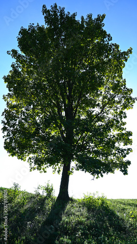 Schöner einsamer Baum im Gegenlicht photo