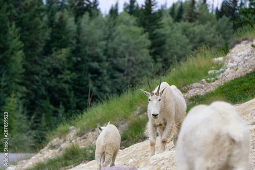 Mother Mountain Goat and her kid in Jasper National Park, Alberta, Canada.