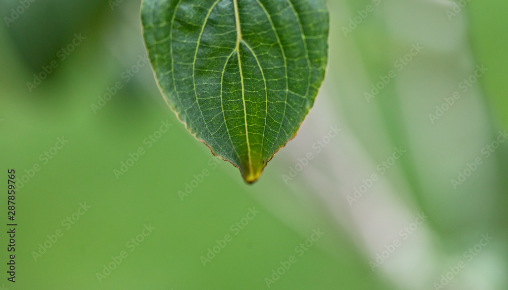 Leaf Leaf
