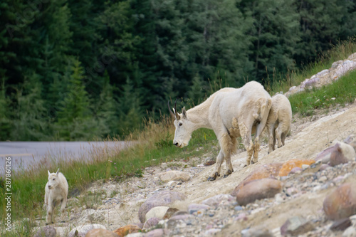 Mother Mountain Goat and her kid in Jasper National Park, Alberta, Canada.