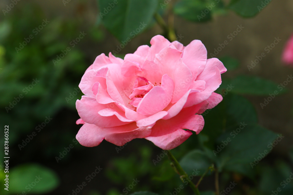 Beautiful blooming pink rose in garden on summer day