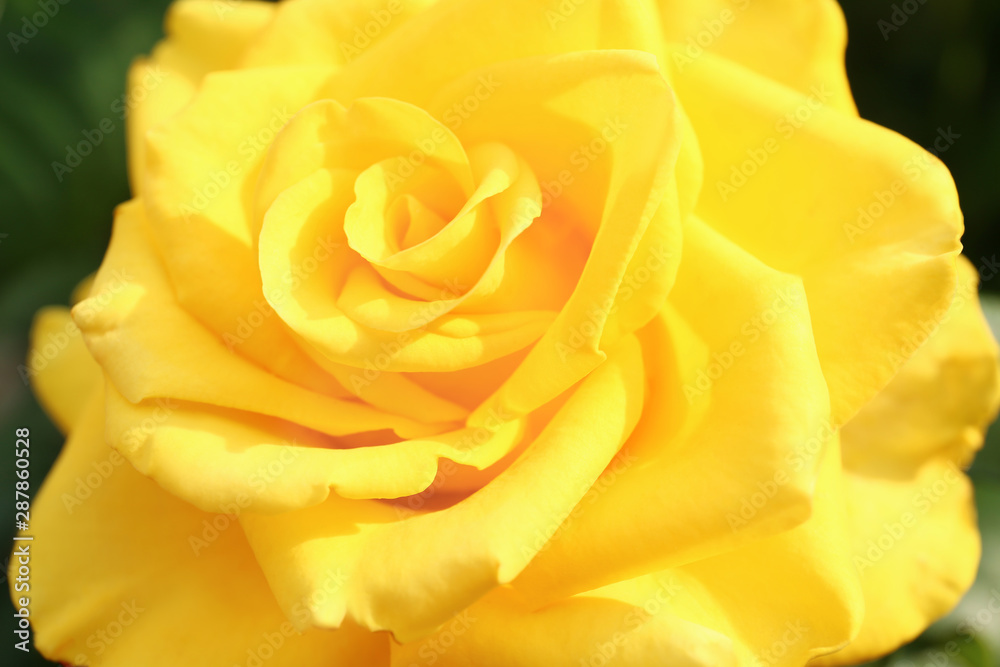 Beautiful blooming yellow rose in garden on summer day, closeup Beautiful blooming yellow rose in garden on summer day, closeup