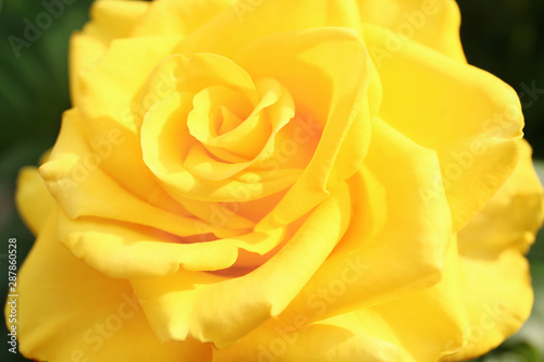 Beautiful blooming yellow rose in garden on summer day  closeup