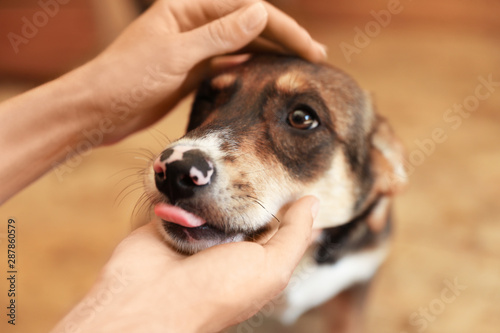 Fototapeta Naklejka Na Ścianę i Meble -  Woman stroking homeless dog in animal shelter, closeup. Concept of volunteering