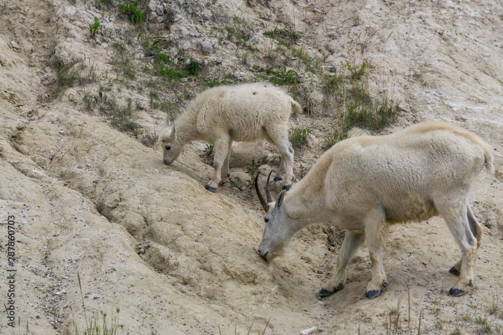Mother Mountain Goat and her kid in Jasper National Park, Alberta, Canada.