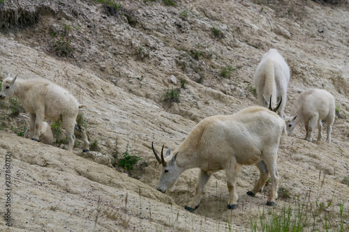 Mother Mountain Goat and her kid in Jasper National Park, Alberta, Canada.