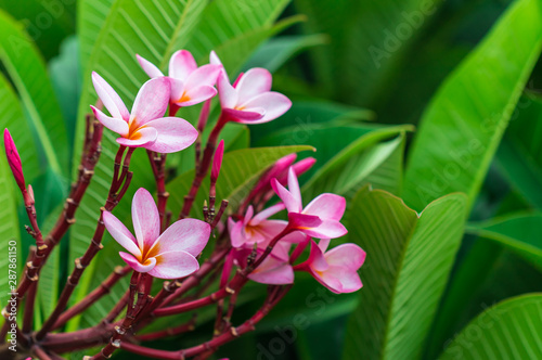 Plumeria Pink flowers the beautiful.