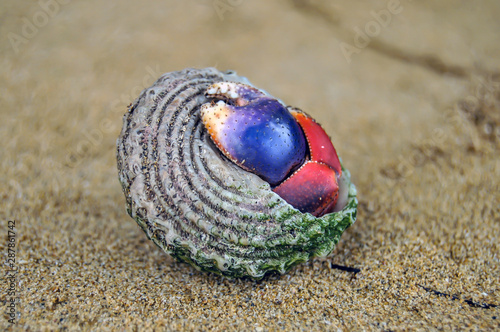 Canvas-taulu Colorful Hermit Crab