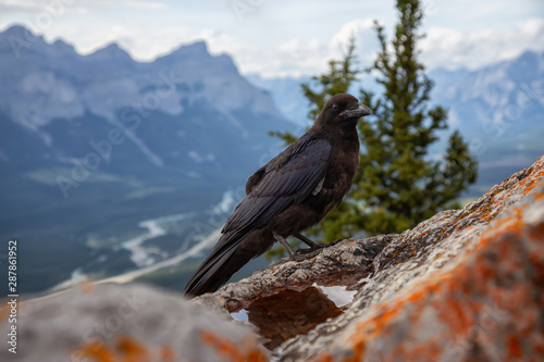 Big Black Common Raven Bird is sitting on a rock on top of Mt Lady MacDonald and looking for food. Taken in Canmore, Alberta, Canada.