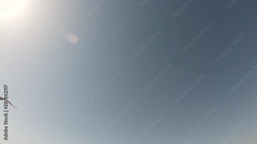 Seagulls flying in blue sky near the Greek island of Thassos.