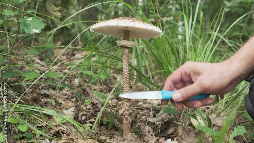 parasol mushroom or Macrolepiota procera at harvesting in forest parasol mushroom or Macrolepiota procera at harvesting in forest
