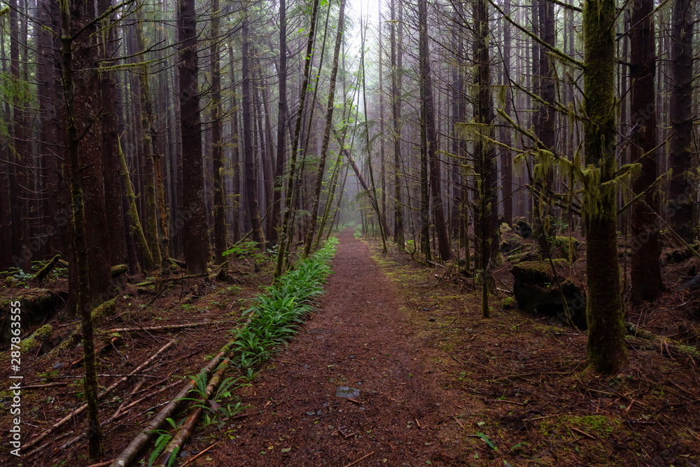 Fototapeta premium Juan de Fuca Trail in the woods during a misty and rainy summer day. Taken near Port Renfrew, Vancouver Island, BC, Canada.