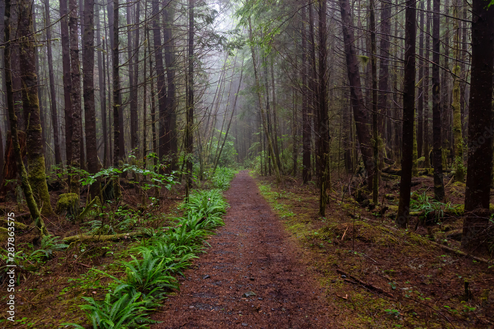 Juan de Fuca Trail in the woods during a misty and rainy summer day. Taken near Port Renfrew, Vancouver Island, BC, Canada.