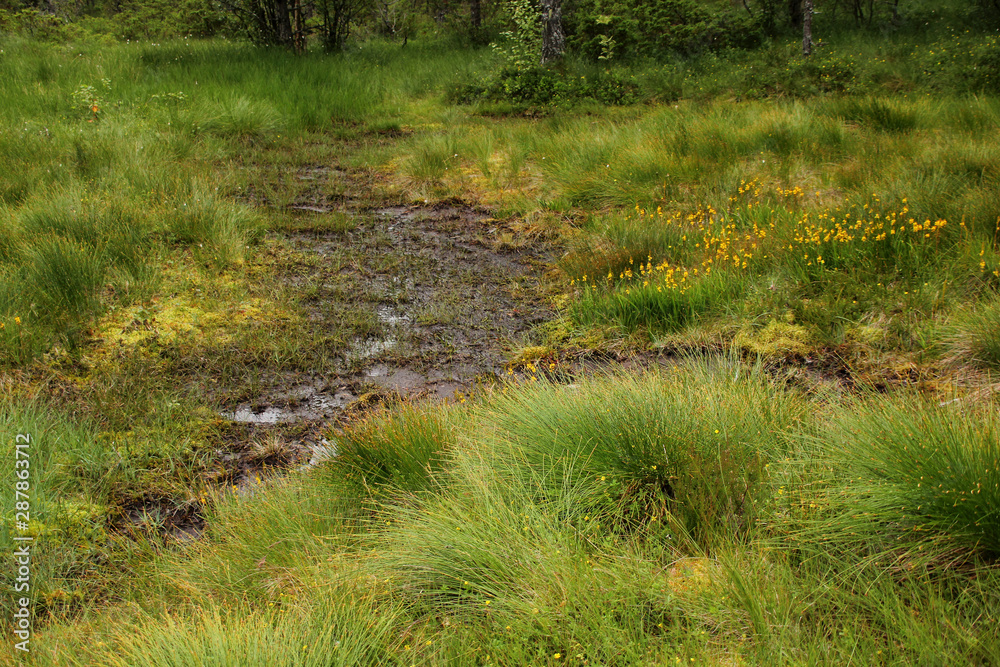 green bogs in the forest, water quagmire, close-up, copy space green bogs in the forest, water quagmire, close-up, copy space