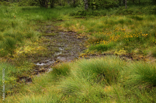 green bogs in the forest, water quagmire, close-up, copy space