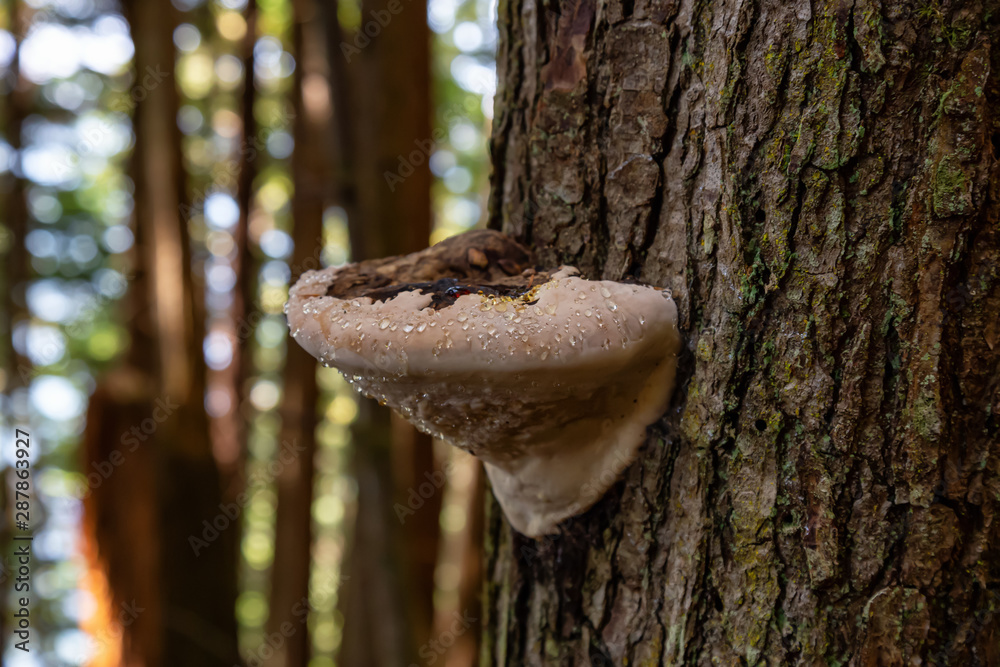 Tree Fungus growing in a forest on the Pacific Ocean Coast during a vibrant sunny summer day. Taken near Port Renfrew, Vancouver Island, British Columbia, Canada. Tree Fungus growing in a forest on the Pacific Ocean Coast during a vibrant sunny summer day. Taken near Port Renfrew, Vancouver Island, British Columbia, Canada.