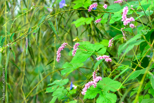 Close-up of Wild Plants Growing in the Field