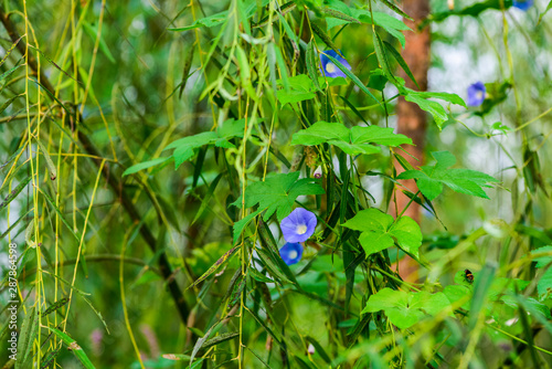 Close-up of Wild Plants Growing in the Field