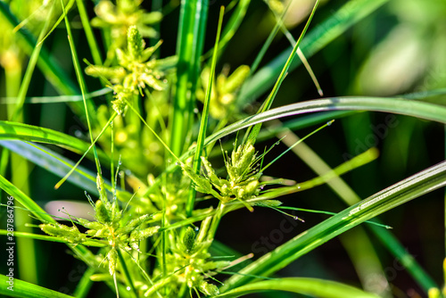 Close-up of Wild Plants Growing in the Field