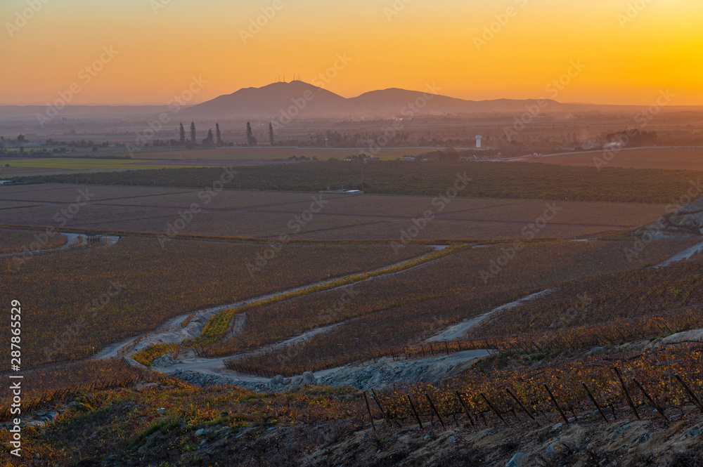 Vineyard at sunset in the region of Ica and Huacachina where Pisco and wine is being produced in the desert, Peru, South America.