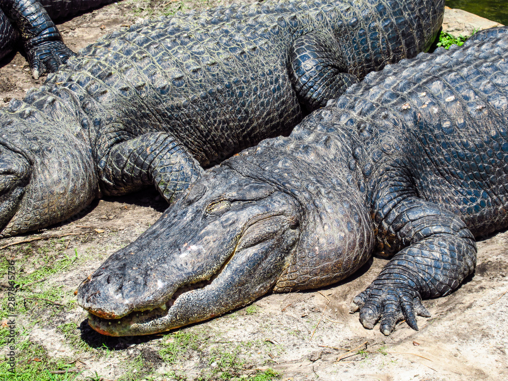 American alligator American alligator