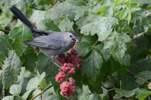 A Gray Catbird (Dumetella carolinensis) eating red berries of Fragrant Sumac (Rhus aromatica) along the Hudson River in New York City photo
