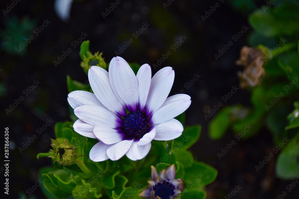 I love your Daisy I love your Daisy