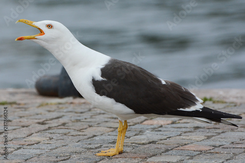 Photography A Baltic Gull (Lesser Black-backed Gull, Larus fuscus fuscus) calls on the Skepp