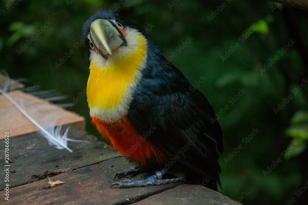 Obraz premium small toucan with a ring on the foot