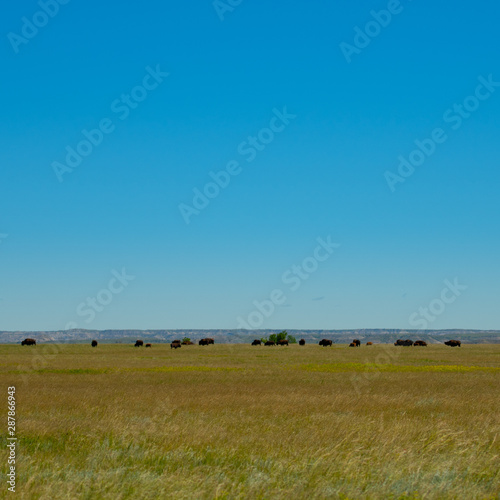 Bison Herd On High Prarie