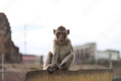 Monkey, Mueang District, Lop Buri Lopburi © Ukrit