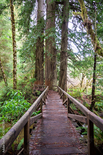 Boardwalk Through The Redwoods