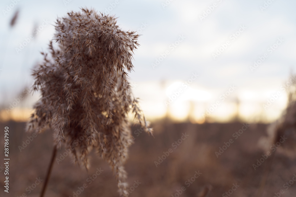 Obraz premium Reed resting in the wind