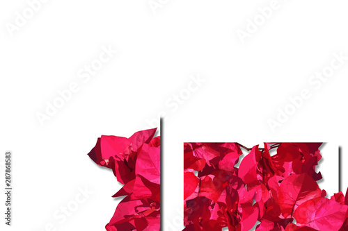 flower designs for wedding invitations and party invitations  flower elements  pink and red