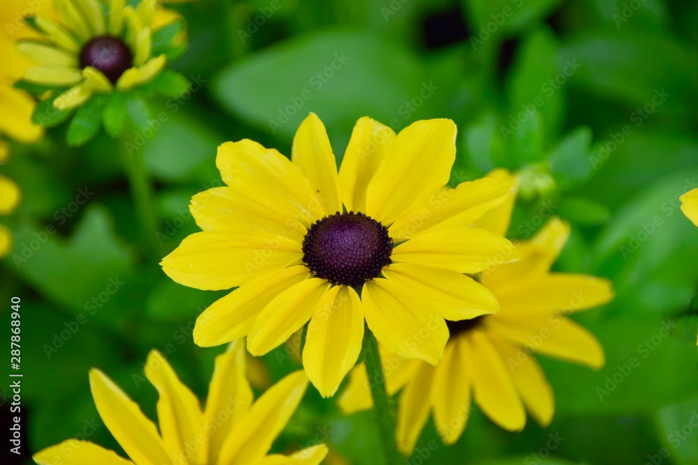 Obraz premium yellow flower on green background