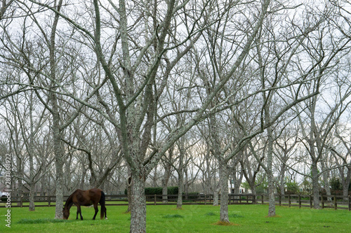 Pecan Farm with a horse in Fairhope, Alabama photo