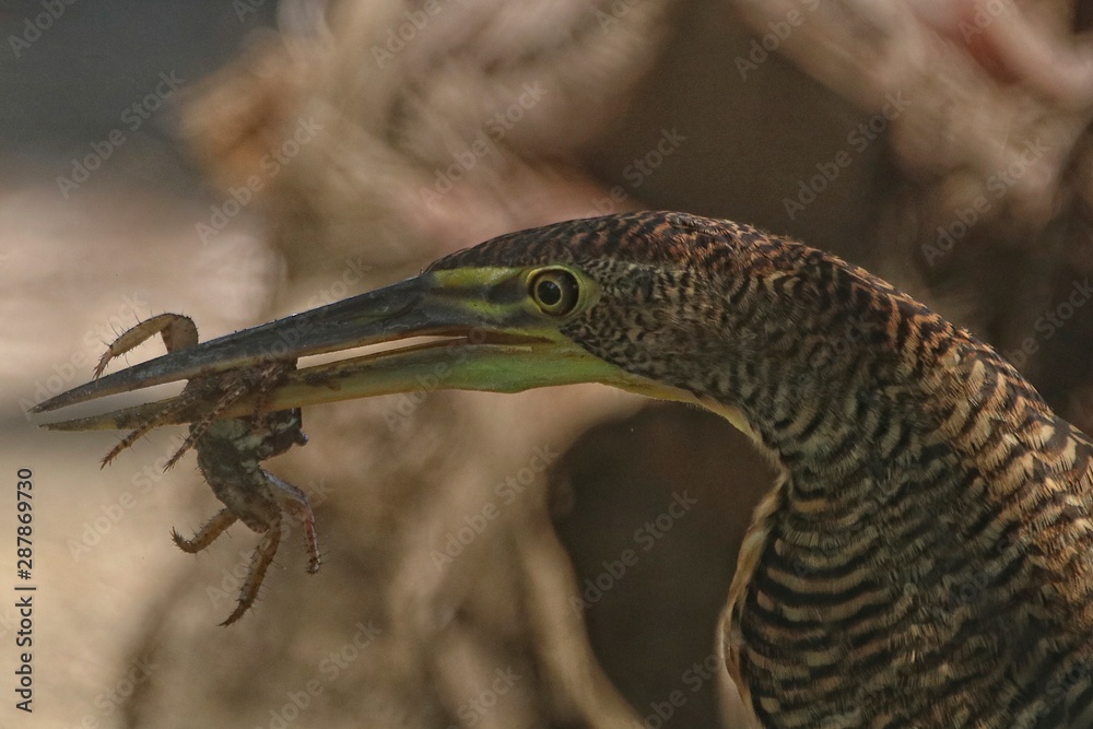 Tiger Heron Bird eating a crab at the beach Tiger Heron Bird eating a crab at the beach