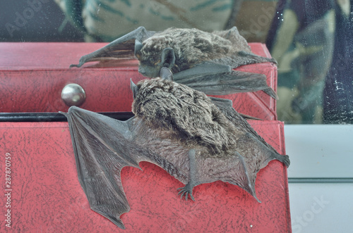Photos Small bat 15