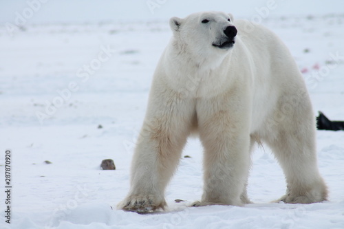 polar bear © RobynM