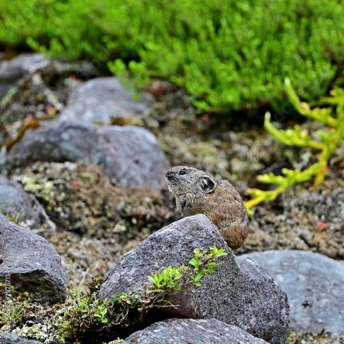 涼しい高原のがれ場でくつろぐナキウサギ＠北海道 photo