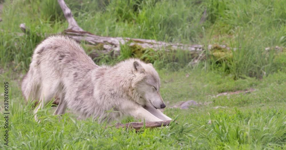 Tired White Wolf stretches out and lays down while yawning with sleeping wolf in background. 4K shot on RED. Tired White Wolf stretches out and lays down while yawning with sleeping wolf in background. 4K shot on RED.