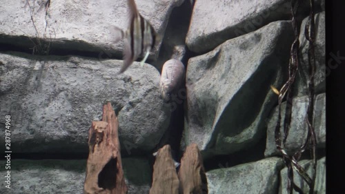 the fish in the aquarium photo