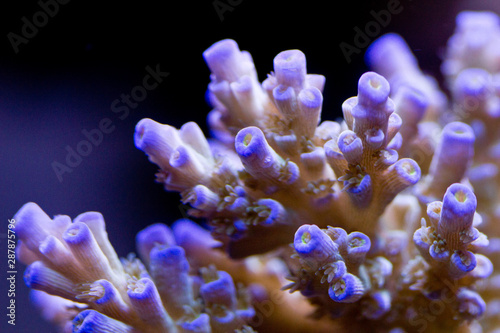 close up purple coral reef in aquarium.