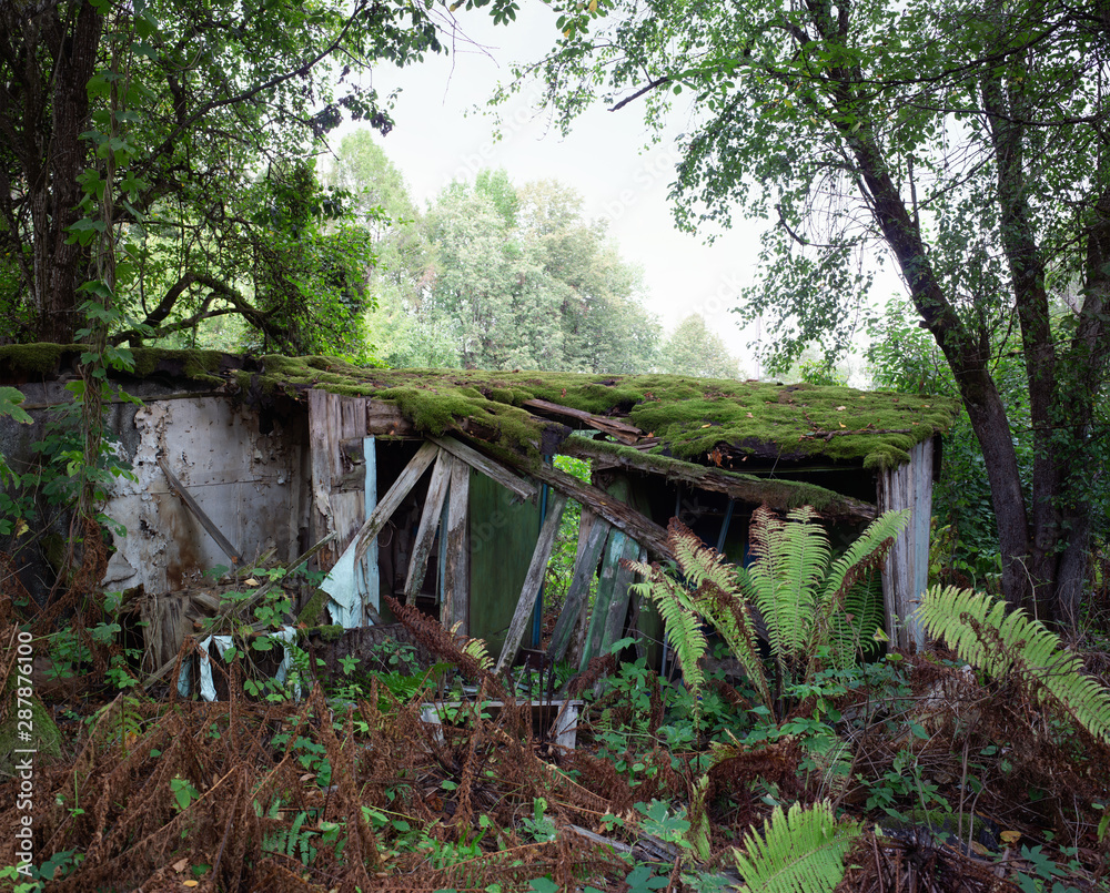 Old ruined wooden building in a natural forest.