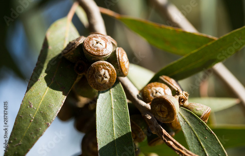 Eucalypt woody fruits on twigs photo